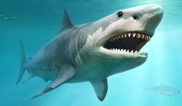 Megalodón: la razón por la que pudo extinguirse el tiburón más grande que jamás haya existido