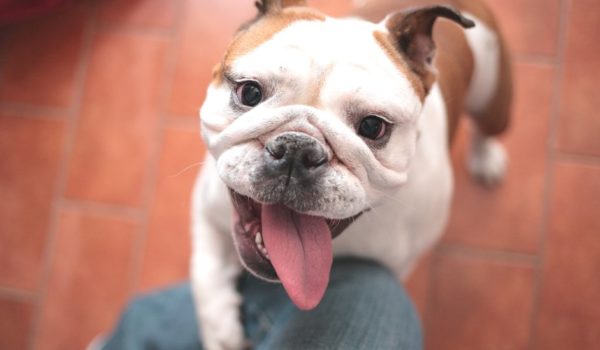 “No compres un bulldog hasta que la raza haya cambiado de forma”, suplican los veterinarios