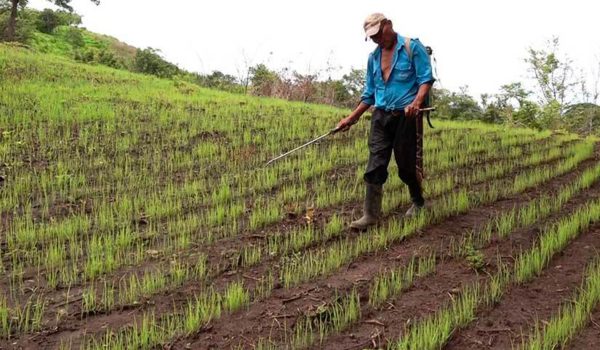 Sin metas oficiales avanza la siembra de primera del ciclo agrícola 2022-2023