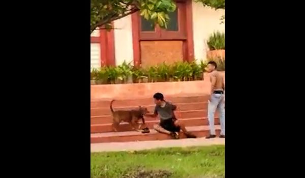 La imagen captada el momento en que el perro pitbull calva sus colmillo en un antebrazo del presunto asaltante. LA PRENSA/ Cortesía.