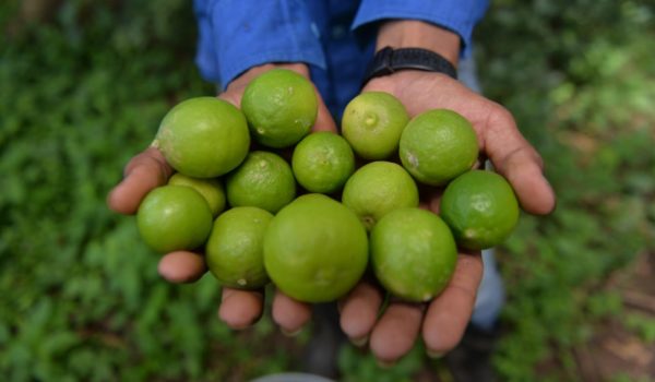 Cómo un productor de Nicaragua consigue cosechar casi cuatro millones de limones cerca del mar y los vende a una transnacional