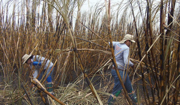 Industria azucarera de Nicaragua: decisión de EE. UU. golpea a cuatro ingenios y 800 productores