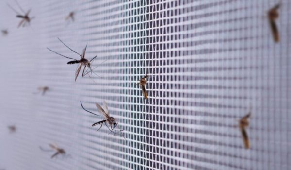 Cómo ciertos virus como el dengue y el zika cambian tu olor y te convierten en un imán para los mosquitos