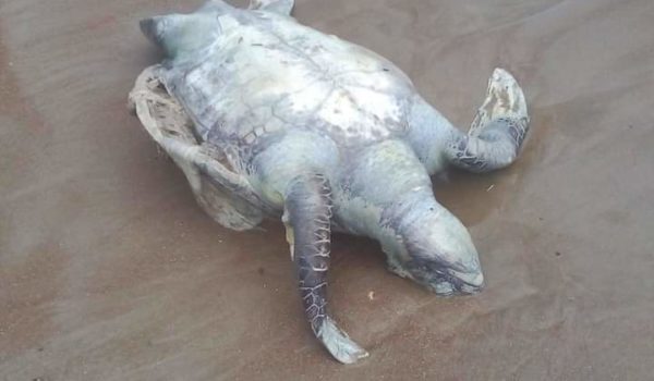 Inusual muerte de tortugas marinas en las costas del Pacífico de Nicaragua, denuncia ambientalista