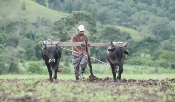 Esto es lo que produce cada uno de los departamentos de Nicaragua y el número de productores en las zonas
