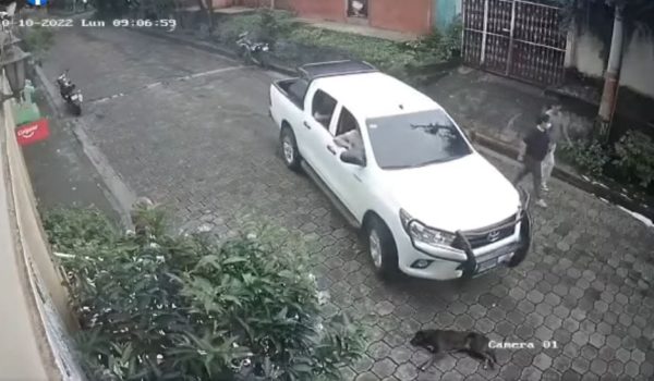 Chofer que arrolló a perrito se encuentra en libertad