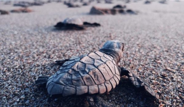 Tortuguillos de paslama nacidos en vivero son liberados en reservas naturales