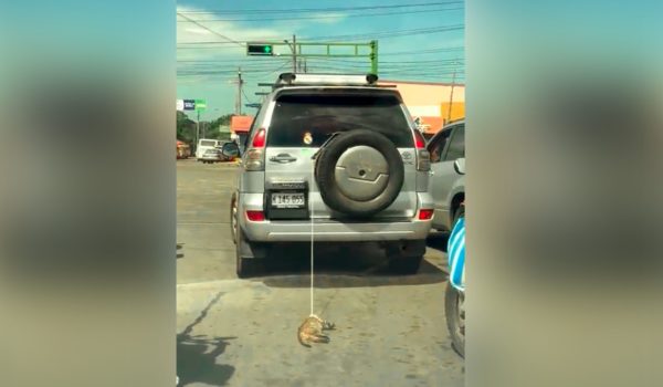 Captan en video a conductor que arrastraba un gato en Managua