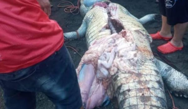 Cazan y sacrifican a cocodrilo que mató a niño nicaragüense en Costa Rica