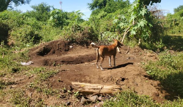 Investigan a expareja de hombre encontrado semienterrado en El Viejo