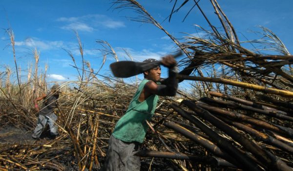 Industria azucarera se refugia en el mercado asiático, mientras confía seguir vendiendo su producto a EE. UU. en nueva zafra