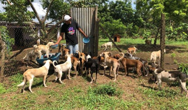 «No nos suelten la patita», refugio animal en campaña para recolectar alimentos