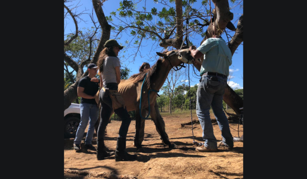 Refugio para caballos maltratados solicita apoyo para seguir funcionando
