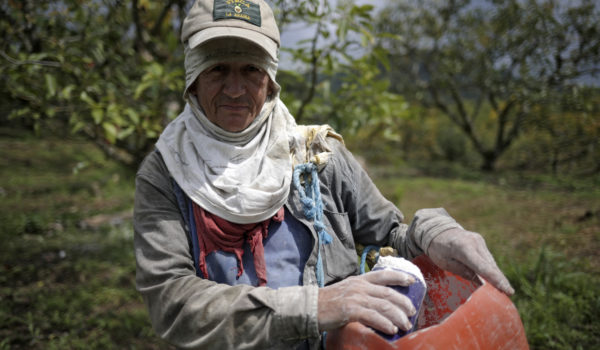 Aguacates: manjar del Super Bowl y fruta de la discordia en Colombia