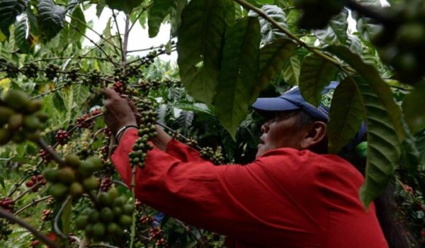 En medio de múltiples amenazas arrancan con éxito exportaciones de la cosecha 2022-2023