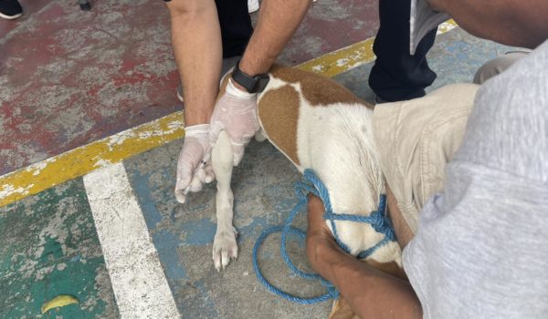 ¿Nicaragua tiene controlada la rabia? Esto dicen las estadísticas