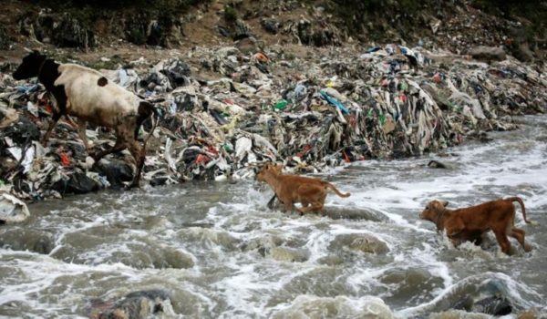 vacas, agua contaminada, Guatemala