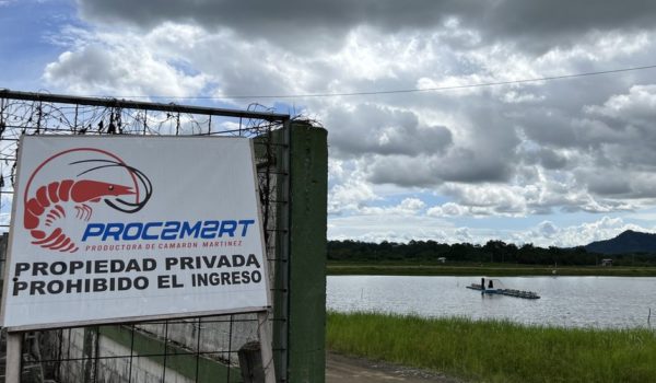 Cómo Ecuador llegó a ser el mayor exportador mundial de camarones (y qué papel clave jugó China)