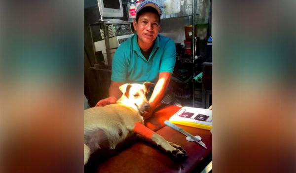 Desconocidos le clavaron un cuchillo en la cabeza a perrita embarazada en Masaya