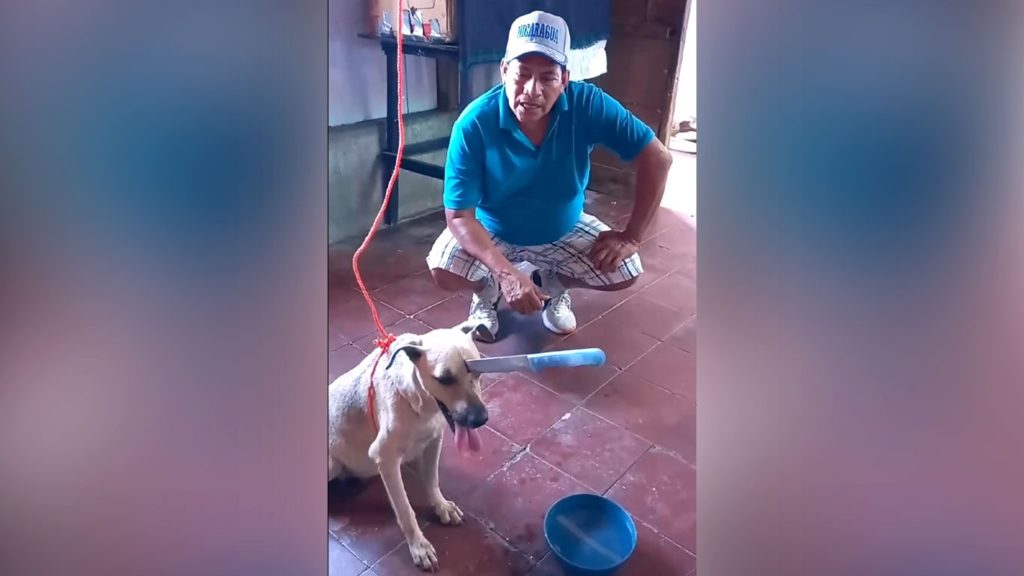 Esta la perra en estado de gestación a quienes desconocidos le clavaron un cuchillo. LA PRENSA/ Captura de video