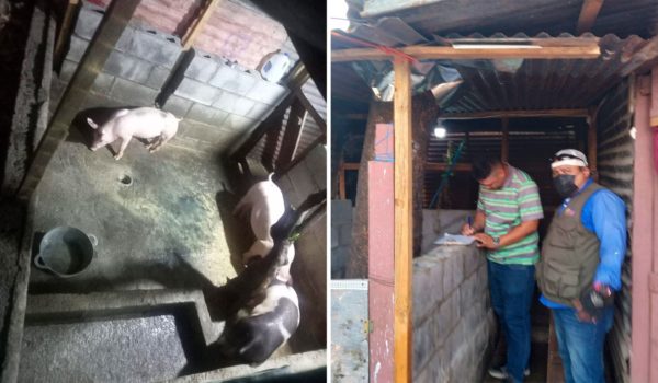 Alcaldía de Managua le «cae» a pobladores que crían cerdos en casas del sector urbano