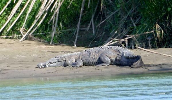 OIJ confirma que huesos extraídos de cocodrilo son del niño nicaragüense