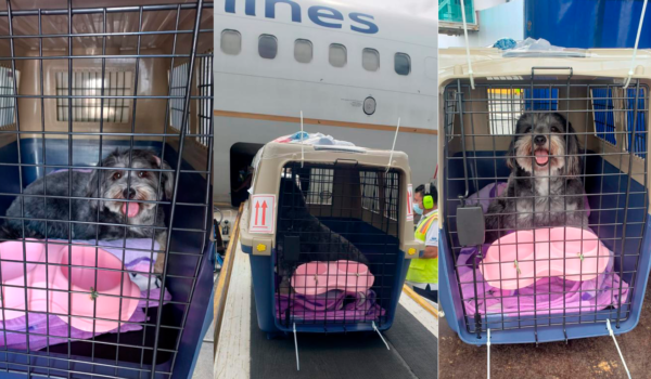 ¿Migraste a Costa Rica, EE. UU., Canadá o España y querés llevarte a tu mascota? Aquí te explicamos cómo hacerlo