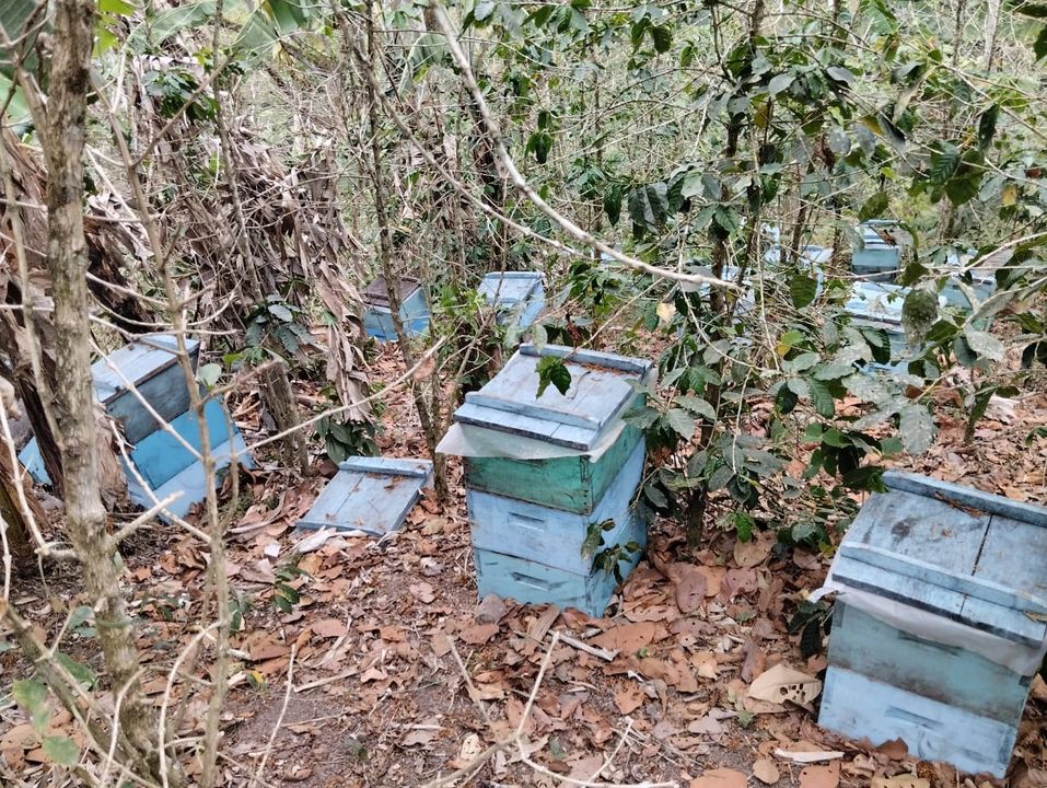 abejas,