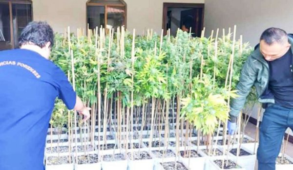 Nicaragüense cae en redada de cultivadores de marihuana hidropónica en Costa Rica