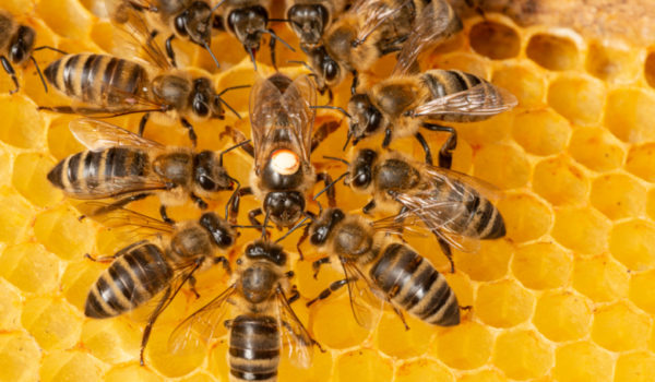 Un hombre muere por picaduras de abejas en Matagalpa