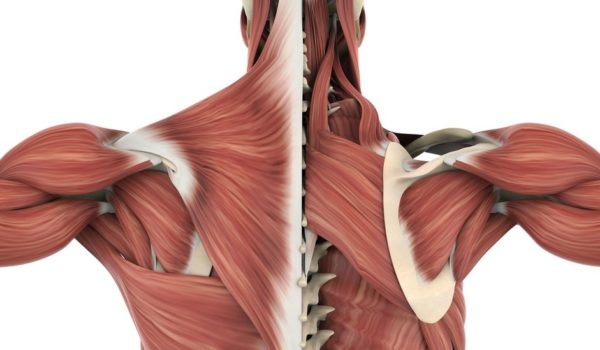 Getty Images La fascia recubre todo el cuerpo.