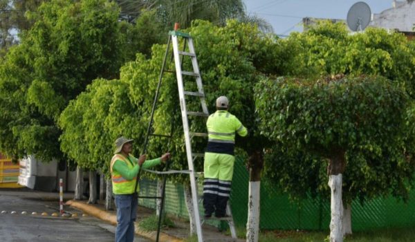 Poda responsable: protegiendo vidas y servicios vitales