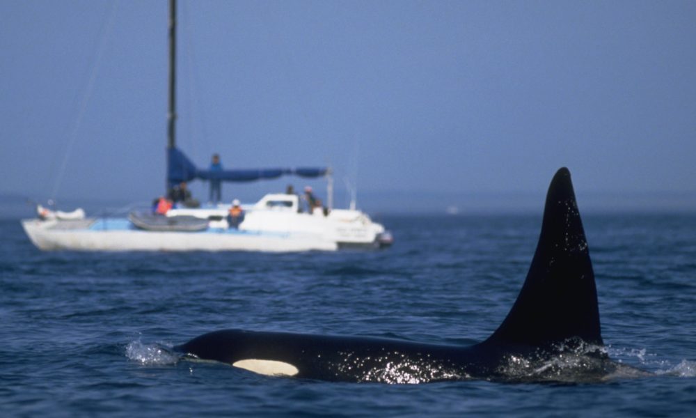 orcas, embarcaciones