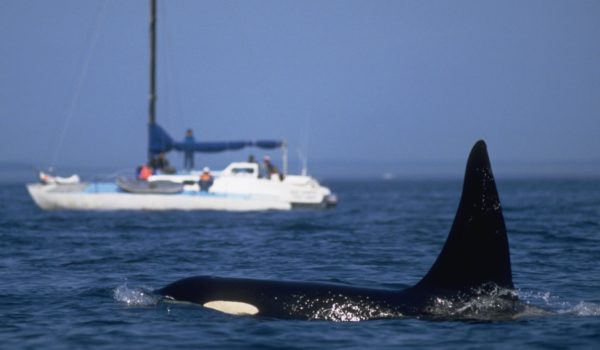 orcas, embarcaciones