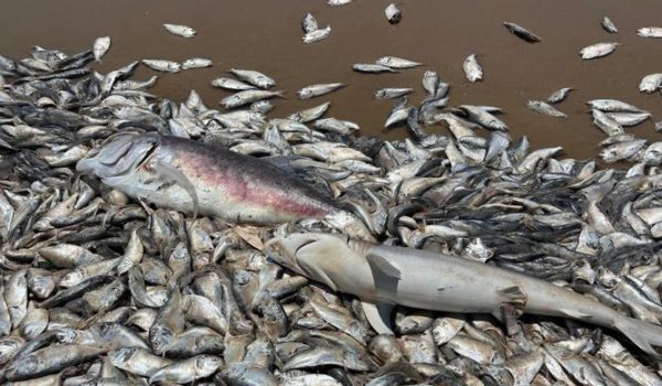Temperatura y falta de oxígeno provocan la muerte de miles de peces en Texas
