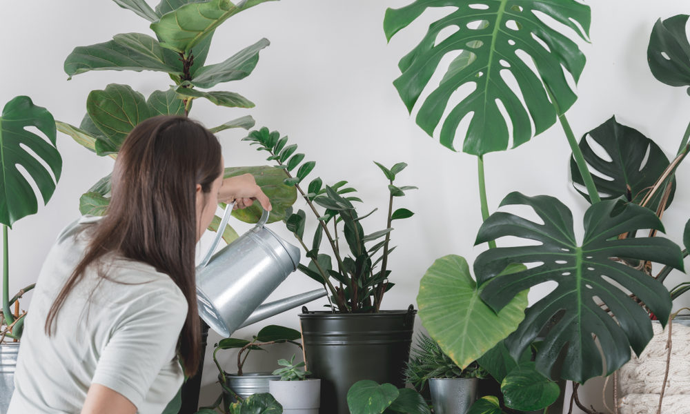 mitos y verdades sobre las plantas
