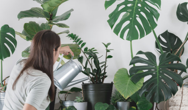 mitos y verdades sobre las plantas