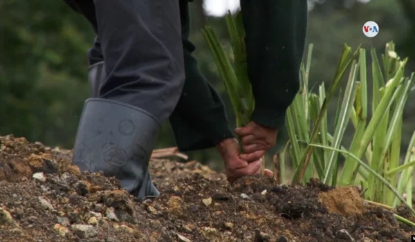 Un campesino en el departamento de Boyacá (centro) trabajando en un cultivo de cebolla. FOTO: Jihan Reyes, VOA.