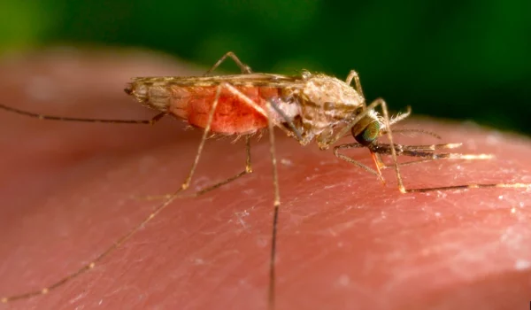 ARCHIVO - Fotografía de 2014 facilitada por los Centros para el Control y la Prevención de Enfermedades de EEUU que muestra una hembra del mosquito Anopheles gambiae mientras se alimenta.