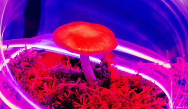 Compuestos psicodélicos de los hongos podrían ayudar en varios tratamientos