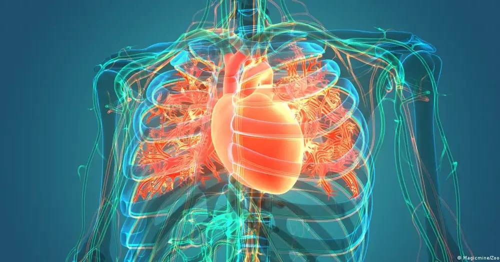 Anatomía del corazón y el sistema circulatorio