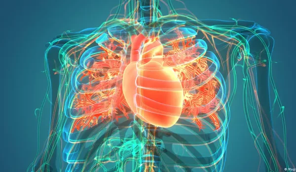 Anatomía del corazón y el sistema circulatorio