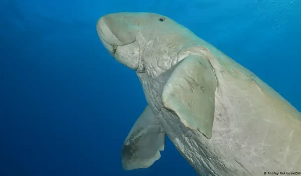 La vaquita marina es, como la totoaba, una especie en peligro de extinción que vive en el Golfo de California, en un espacio marino entre México y Estados Unidos.
