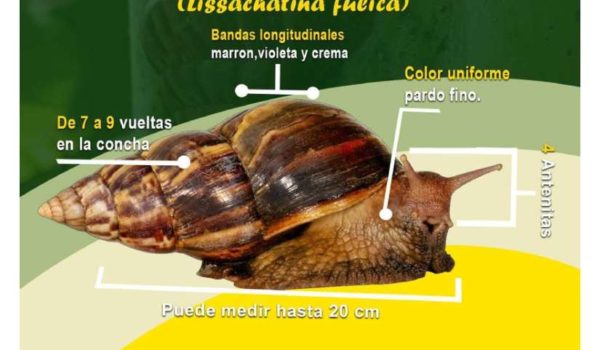 Señalan a exmilitar español de ingresar caracoles gigantes africanos a Nicaragua