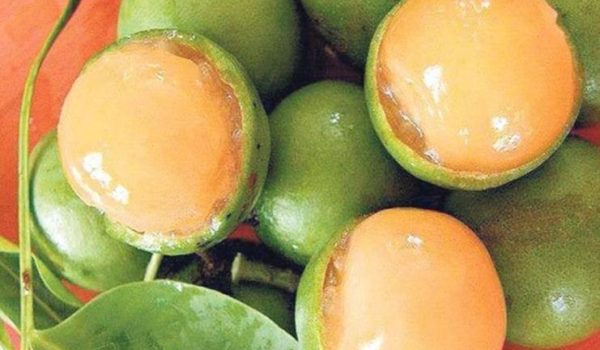 Niño muere asfixiado con semilla de mamón en  Managua