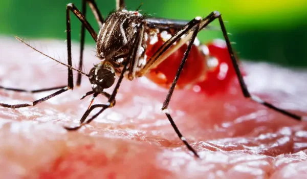 Dengue: una enfermedad tropical, ahora también en Europa