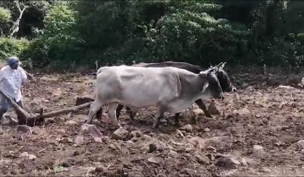 La escasez de lluvia también afecta a la ganadería.