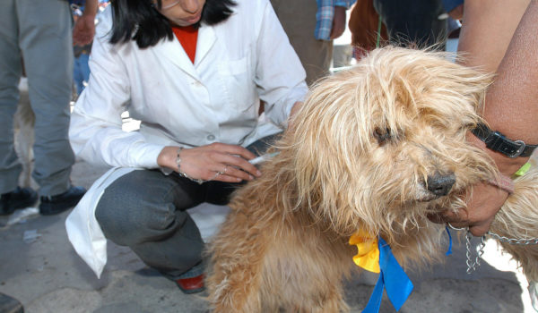 Vacunar a los animales domésticos, la mejor receta para prevenir la rabia