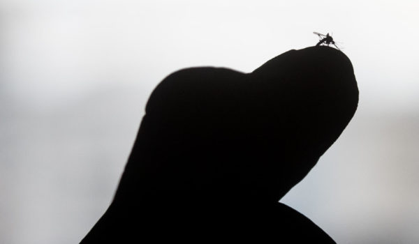 Nicaragua registra 635 casos confirmados de dengue y 7,885 sospechosos en la última semana
