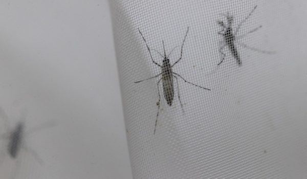 dengue oms recomienda vacuna contra dengue